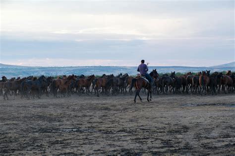 How many horses were killed filming Ben.